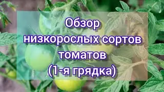 Обзор детерминантных (низкорослых) сортов томатов в открытом грунте// 1-я грядка // томаты2022