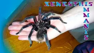 Tarantula handling - Xenesthis immanis