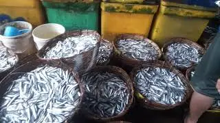 PENDARATAN IKAN HASIL TANGKAP NELAYAN PANTAI SAMPUR BANGKA