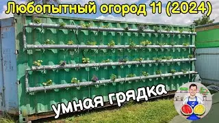 Любопытный огород часть 11 (2024). Умная грядка.