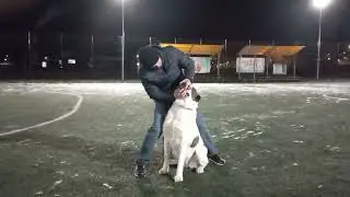 Бугай Алабай. Нашли поле для тренеровки.