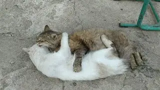 ТС КОШКА МАРУСЯ СПИТ