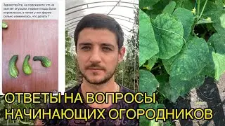 Желтые пятна на огурцах. Кривые плоды. Чем помочь?