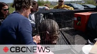 Emergency animal shelter caring for pets affected by N.S. wildfire evacuations