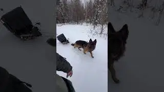 Немецкая овчарка | горная рыбалка | 