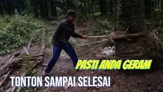 Sadis!! Seorang Pria Menganiaya Biawak sampai Mati