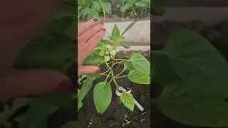 Эта подкормка увеличит урожай🌶🌶🍅🥒