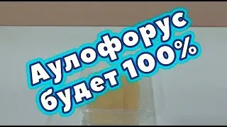Аулофорус будет 100%