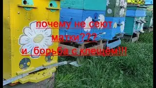 Матки не сеют!!!  ПОЧЕМУ???  Борьба с клещём!!! и главный взяток!!!