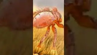 Болезнь рабочих пчёл и маток 