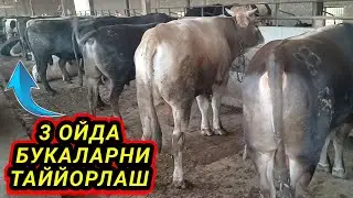 3 ОЙДА БУКАЛАРНИ ТАЙЙОРЛАШ. СОТИЛАДИ 94 151 2009