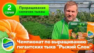 Встречайте сериал про выращивание гигантских тыкв! 2 этап - проращивание семечек тыквы!