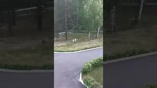 Архивное видео с турбазы с Алтая 