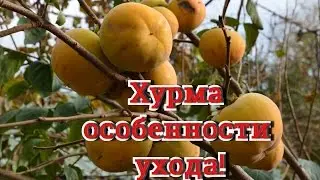 Persimmon. How to grow persimmon !? In the Garden of Nikolai Petrovich Shendrik.