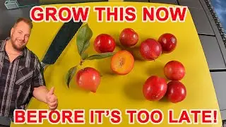 Grow This Delicious Fruit Tree NOW Before It's Too Late!