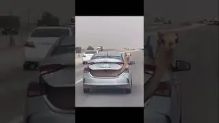 Habibi everything is possible 😅 #drivingfails #funny