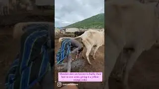 Tribe Who Drink Cow Urine