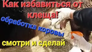 Чем избавиться от клеща?Клещи на корове!!!Обработка коровы!!!