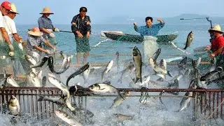 Amazing Fishing Hundreds Tons of Fish With Giant Net