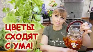 Отличная ПОДКОРМКА для КОМНАТНЫХ РАСТЕНИЙ / Как приготовить отвар из луковой шелухи