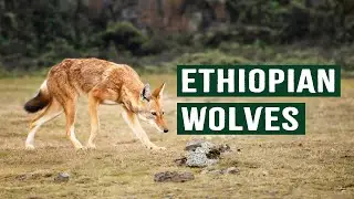 The Ethiopian Wolf: Africa's Most Savage Predator