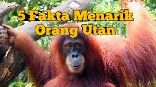 5 Fakta menarik tentang orang utan ini penjelasan