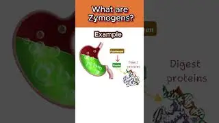 What are Zymogens 🕵️‍♂️⚗️ #chemistry  #bioscholar #ytshorts