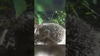 Ушастый Ёжик, ну как не помочь