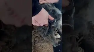 New Face After A Close Shave