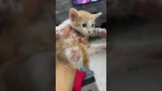 Cute Kitten Meowing 