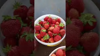 ПОЛУЧАЮ УРОЖАЙ КЛУБНИКИ НА 10-14 ДНЕЙ РАНЬШЕ!