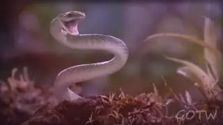 Wild Animal MEP ~ Seasons 🎵🎶 - Outro