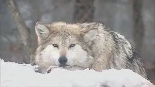 Deep Thoughts With Trumpet the Wolf