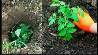 ВСЕГДА САЖАЙТЕ  ПОМИДОРЫ С ЭТОЙ ОРГАНИКОЙ.ПРОСТО ПОЛОЖИ В ЛУНКУ И УРОЖАЙ 5 ВЕДЕР С КУСТА БЕЗ БОЛЕЗНИ
