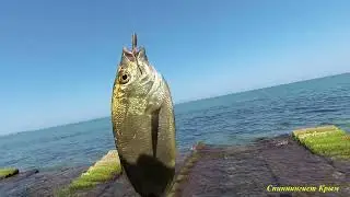 Морская рыбалка. Ласкирёвый сезон открыт!!! Ульралайт, отводной поводок, червь + силикон.