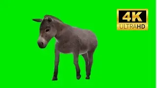 Donkey Green Screen 4k 2023