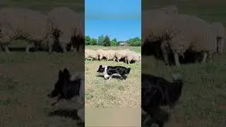 Kisses of Angel Sherri Herding
