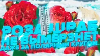 Роза шраб. Не вымерзнет за полярным кругом! Сибирская морозостойкая роза Мид Саммер от Семена Алтая