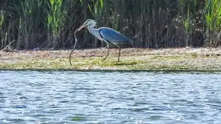 Серая цапля жестоко убивает змею / A heron kills a snake