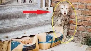 В угол вжималась облезлая собака, она тряслась от страха, голода и холода...