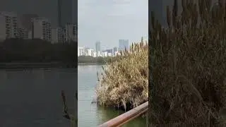 A peaceful park in Chengdu China 