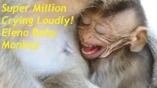 Pity Spoil Eleno Baby Monkey |Million Crying Loudly Long Near Milk Cos Baby Hungry Mother No Feeding
