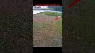 german shepherd vs doberman #trending #animals #wildlife #dog#germanshepherd#doberman#shorts#youtube
