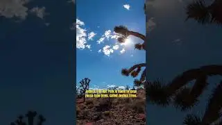 Most beautiful natural wonders of the World 👉 Joshua Tree National Park 