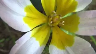 Why is this Tulip a 