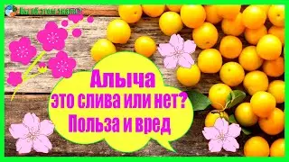 Алыча - это слива или нет? Польза и вред