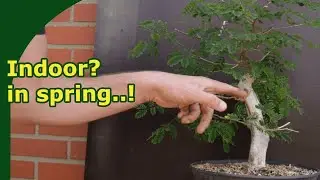 moving indoor bonsai, outside