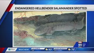 Young, endangered salamander spotted in Indiana river; first time in decades