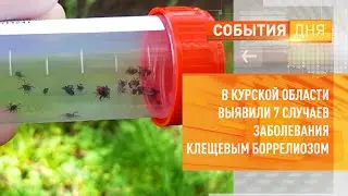 В Курской области выявили 7 случаев заболевания клещевым боррелиозом