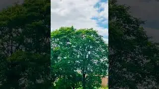 29 июля 2024,а клён все шумит